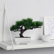 Бонсай в горшке «Сосна галант», 12x16 см, МИКС