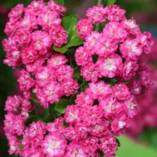 Боярышник обыкновенный Пауль Скарлет (в сетке)