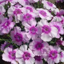 Гвоздика Диана Лавендер Пикоти (1уп-1000шт)