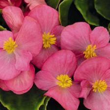 Бегония вечноцветущая зеленолистная Спринт Плюс Роуз (1уп-1000драже) профессиональные семена