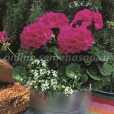 Пеларгония зональная Маверик Виолет (1уп-1000шт)