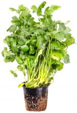 Кориандр в горшке 1шт - Vprok.ru Перекрёсток