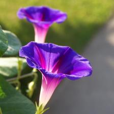 Ипомея Пурпур семена 30 шт.