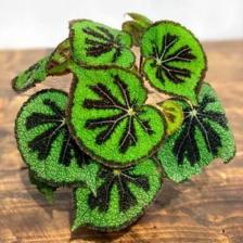 Бегония Мэсона, Begonia Masoniana, семена