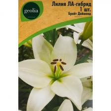 Лилия Geolia ла-гибрид Брайт Даймонд // Луковичные цветы GEOLIA