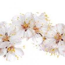Фотообои «Цветение вишни»