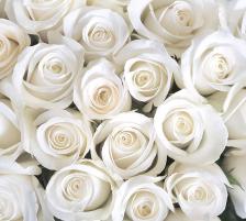 Фотообои B1-091 Divino Розы белые, 3 м х 2.7 м 10482-05