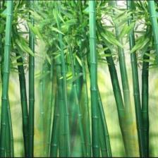 Фотообои «Бамбуковая роща»