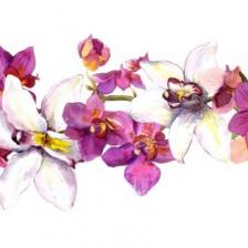 Фотообои «Орхидеи живопись»