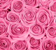 Фотообои B1-092 Divino Розы розовые фон, 3 м х 2.7 м 10483-05