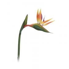 Цветок искусственный Koopman International Tropic Тропики 20*2*80 см 1 шт – фото 2
