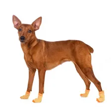 Petmax Носки S для собак желтые с полоской – фото 4