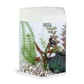 AA-Aquariums Аквариум "Hexagon" 22л, белый, 330*300*433мм (73536001) AA-Aquariums Аквариум "Hexagon" 22л, белый, 330*300*433мм (73536001)