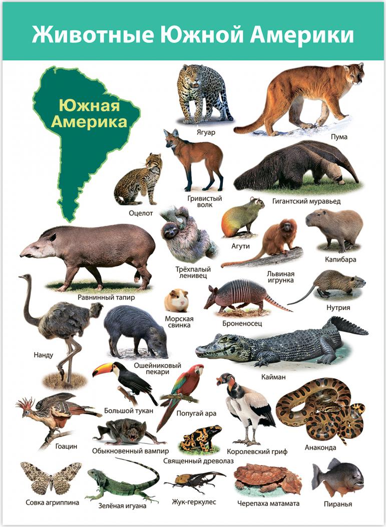 Название животных в америке. Животные северной и южной америки. Какие животные обретают в северной америке. Живо тныеюжнойамерикки. Название животных в америке.