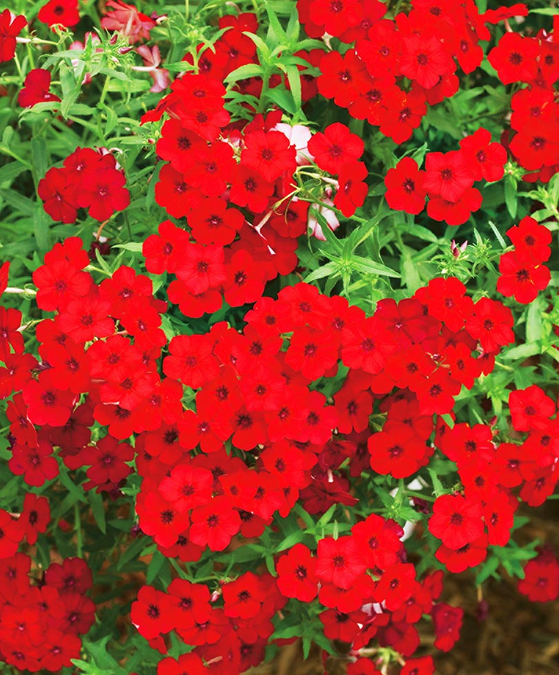 флокс метельчатый мисс мэри. флокс метельчатый ред файер. флокс кармен егоровой. флокс метельчатый мари. флокс хулиган.