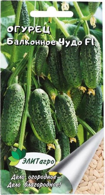 семена огурцов для балкона самоопыляемые. самоопыляемые сорта огурцов для балкона. сорт огурцов для балкона самоопыляемый. сорт огурцов балконное чудо. огурец балконное чудо f1.