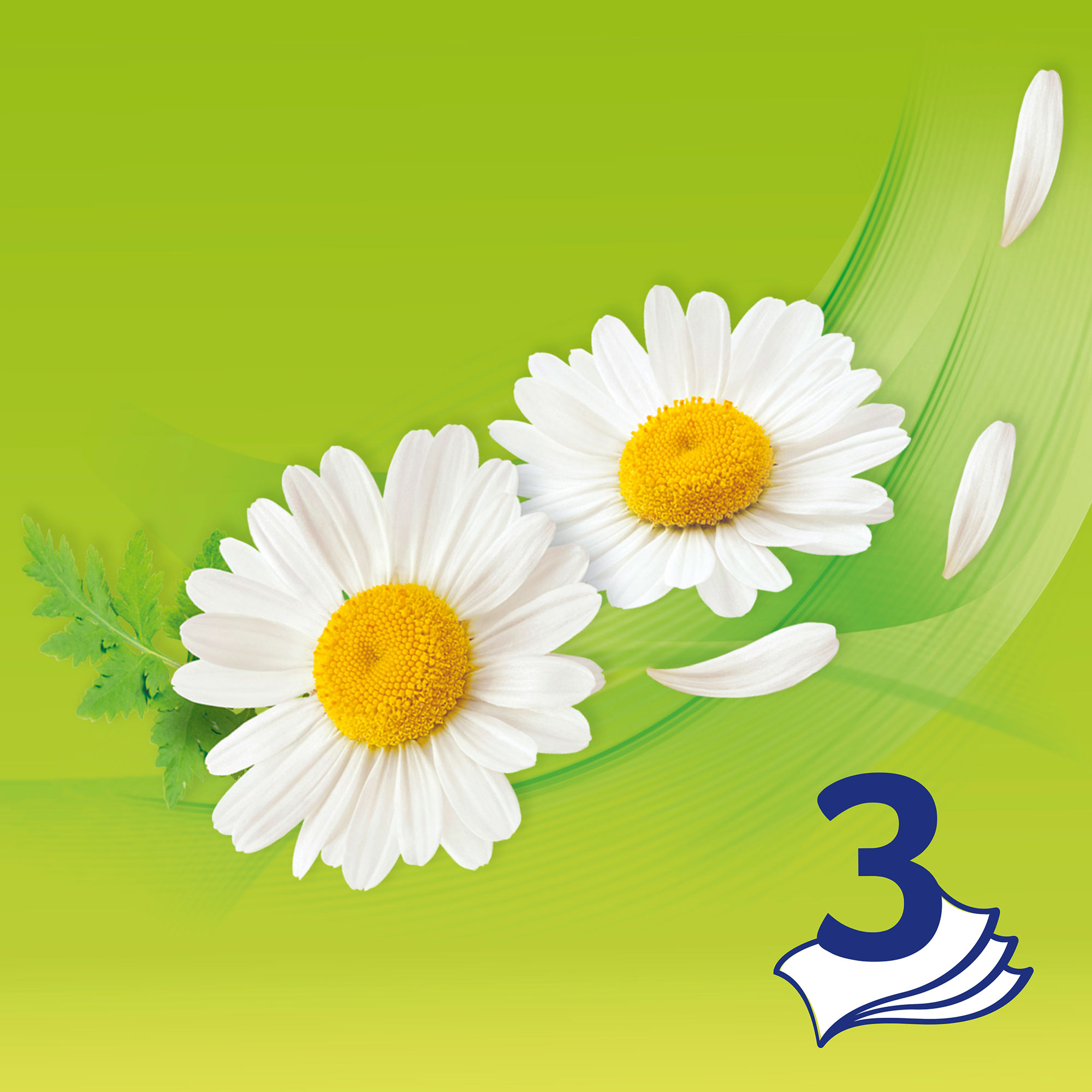 Салфетки бумажные ромашки. Ромашка описание растения. Ромашка краткое описание. Ромашка 3 предложения. Ромашка 3 предложения.