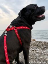 Амуниция для собак Japan Premium Pet Шлейка для собак Premium Pet Japan АнтиСрыв L 30 кг Красный