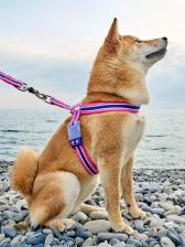 Амуниция для собак Japan Premium Pet Шлейка для собак "Простая фиксация" анатомическая с силиконовым креплением, цвет розовый, размер L