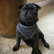 Амуниция для собак Puppia Шлейка Soft vest harness B, обхват шеи 36 см, серый, XL
