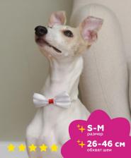 Амуниция для собак Tappi Бабочка для собак Бэта, белая, S-M, 15 мм, 26-46 см