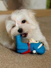 Игрушка для собак Japan Premium Pet Игрушка для собак обезьянка со сладким ароматом ванили, латексная, для мелких и средних пород