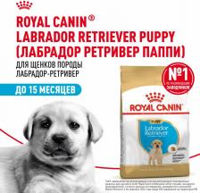 Корм для собак Royal Canin Корм для щенков Labrador Retriever Puppy для породы Лабрадор до 15 месяцев сух. 12кг