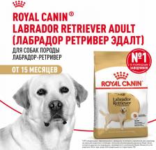 Корм для собак Royal Canin Корм сухой Labrador Retriever Adult, для собак породы лабрадор ретривер старше 15 месяцев, 12 кг