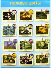 Обучающая игра/пособие Мозаика-Синтез Демонстрационный плакат "Полевые цветы", 50 х 70 см