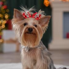 Одежда для кошек Petmax Бантик новогодний с карамелью для кошек и собак, 2 шт., 4,5х3,5 см