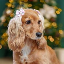 Одежда для собак Petmax Бантик розовый в полоску 2шт