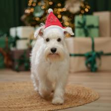 Одежда для собак Petmax Колпак Деда Мороза для собак, S красный (унисекс)