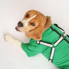 Одежда для собак Petmax Комбинезон со шлейкой для собак, 2XL (девочка)