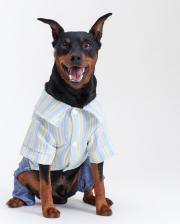 Одежда для собак Rurri Костюм джинсовый с рубашкой XL