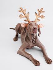Одежда для собак Rurri Ободок для собак Рога оленьи с бубенчиками, диаметр ободка 11 см, длина рогов 19 см