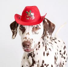 Одежда для собак Rurri Шляпа с эмблемой красная