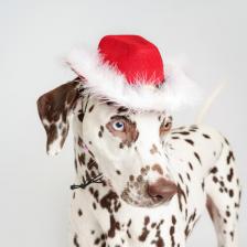 Одежда для собак Rurri Шляпа с меховой опушкой красная