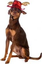 Одежда для собак Rurri Шляпка безразмерная для кошек и собак с оленьими рожками 6х16см красный 4680368233379