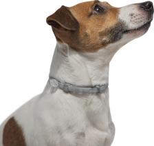 Bayer Ошейник для собак ФОРЕСТО до 8кг от клещей, блох и вшей, защита 8 месяцев 38см – фото 1