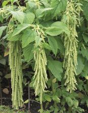 Посадочный Материал Амарант Изумруд