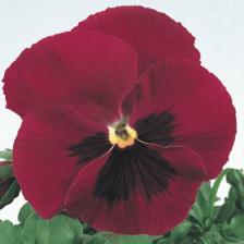 Посадочный Материал Анютины глазки Лаура