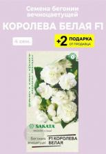 Посадочный Материал Бегония Королева