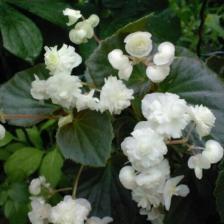 Посадочный Материал Бегония махровая Белая