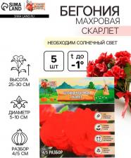 Посадочный Материал Бегония махровая Скарлет