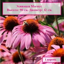 Посадочный Материал Эхинацея пурпурная