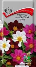 Посадочный Материал Георгина низкорослая Хоровод