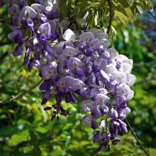 Посадочный Материал Глициния китайская