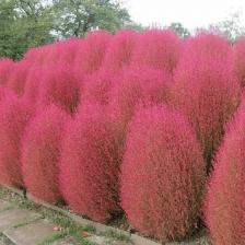 Посадочный Материал Кохия Пламя