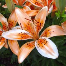Посадочный Материал Лилия азиатская Ориндж Электрик