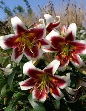 Посадочный Материал Лилия Беверли Дрим